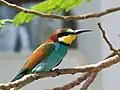 Merops apiaster