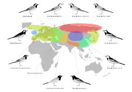 Distribución de les subespecies.