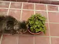 Gata golifando la planta.