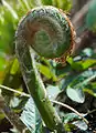 Figura 4.10. Osmunda japonica.  Fronde nuevu, prefoliación circinada.