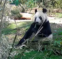 Shuan Shuan nel Zoolóxicu de Chapultepec