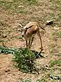 Gazella subgutturosa