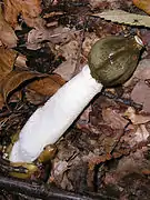 Un exemplar de Phallus impudicus