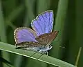 Plebejus argus (Alemaña)