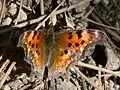 Polygonia gracilis