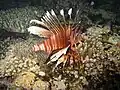 Pterois volitans nel Mar Roxu.