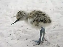 Cría d'avoceta.