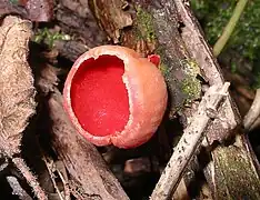 La copa del fungu Sarcoscypha austriaca