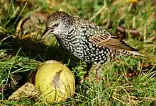 Estornín pintu comiendo fruta.