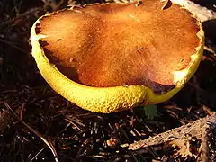 Suillus luteus, del orde Boletales con poros de mariellu fuerte