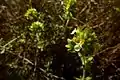 La Zamarrilla de Cartaxena (Teucrium carthaginense) na Sierra minera.