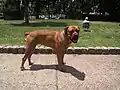 Boerboel