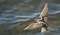 Golondrina australiana en plenu vuelu