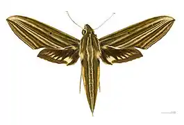 Xylophanes titana ♀