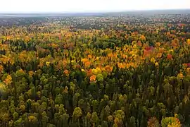 Vista de la taiga na Reserva natural de Yuganskiy, Janti-Mansi, Rusia