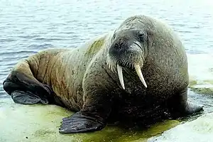 Odobenus rosmarus ~ Lempol (Odobenidae)