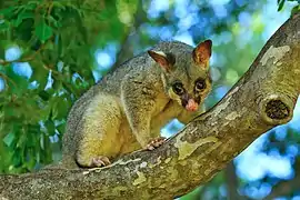 Trichosurus vulpecula ~ Ekibol (Phalangeridae)