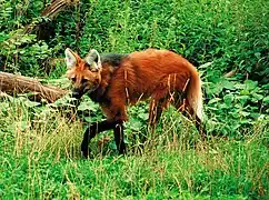 Idukol(Chrysocyon brachyurus)