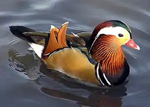 Mandarin nudol (Aix galericulata)