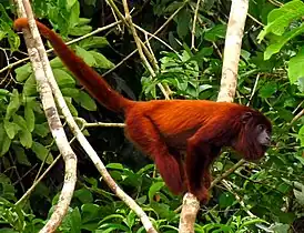 Mazedol (Alouatta seniculus) va ault zanudas va ebidusa bewa sodir, i va ault keskotaf ta ticumara ben aal