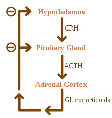 diagram showing feedback loop of hormones