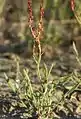 Rumex acetosella