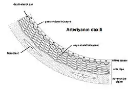 Arteriyalar üç qişadan təşkil olunmuşdur:1. daxili qişa və ya intima qişası – lat. tunica intima; 2. orta qişa (əzələ qişası) – lat. tunica media;
3. xarici qişa – lat. tunica externa (tunica adventitia -BNA)