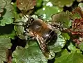 Anthophora plumipes