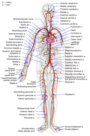 İnsanın arterial sistemi