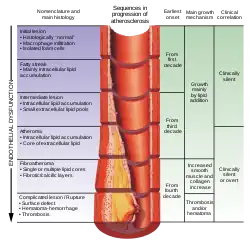 Aterosklerozun damarda inkişaf etməsi