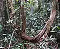 Nəhəng Liana bauqiniya (Bauhinia guianensis)