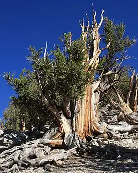 Qədim Pinus longaeva, Kaliforniya, ABŞ