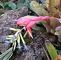 Соцветие Billbergia sp.