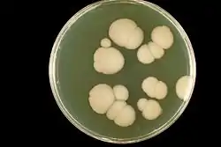 Candida albicans выращенная на агаре