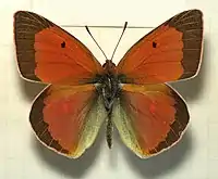 Colias aurorina heldreichi, ♂