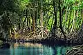 Mangroves - Los Haitises Milli Park (Dominikan Respublikası)