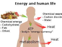 diagram showing human energy process from food input to heat and waste output