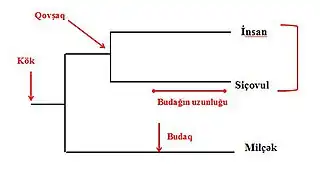 Filogenetik ağac