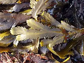 Stramenopila/Chromista – Fucus serratus