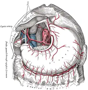 Çolyak arteriyası və onun budaqları.