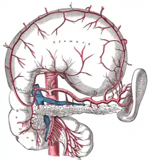 Çölyak arteriyasının hissələri. (Dalaq arteriyası köhnə termindir və mərkəzdə görünür. Dalaq mərkəzdə — sağdadır. Dalaq arteriyasını göstərmək üçün mədə içəriyə çevrilmişdir, ona görə də daha böyük əyrilik diaqramın yuxarı hissəsindədir.)