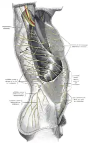 Döş sinirlərinin ventral şaxələri