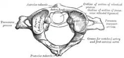 Boyunun "Atlas" fəqərəsi və ya I boyun fəqərəsi