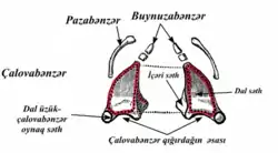 Çalovabənzər qığırdaq