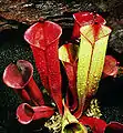 Heliamphora