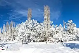 Həşcinin bağları qışda