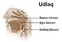 Udlaq