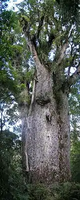 Bir neçə min yaşı olan kauri ağacı (Agathis australis)