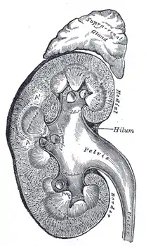 İnsan böyrəyi