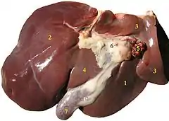 Qaraciyər preparatı (qoyun):(1) sağ pay, (2) sol pay, (3) quyruqlu pay, (4) kvadrat paz, (5) qaraciyər arteriyası və qapı venası, (6) Qaraciyər limfa düyünləri, (7) öd kisəsi.